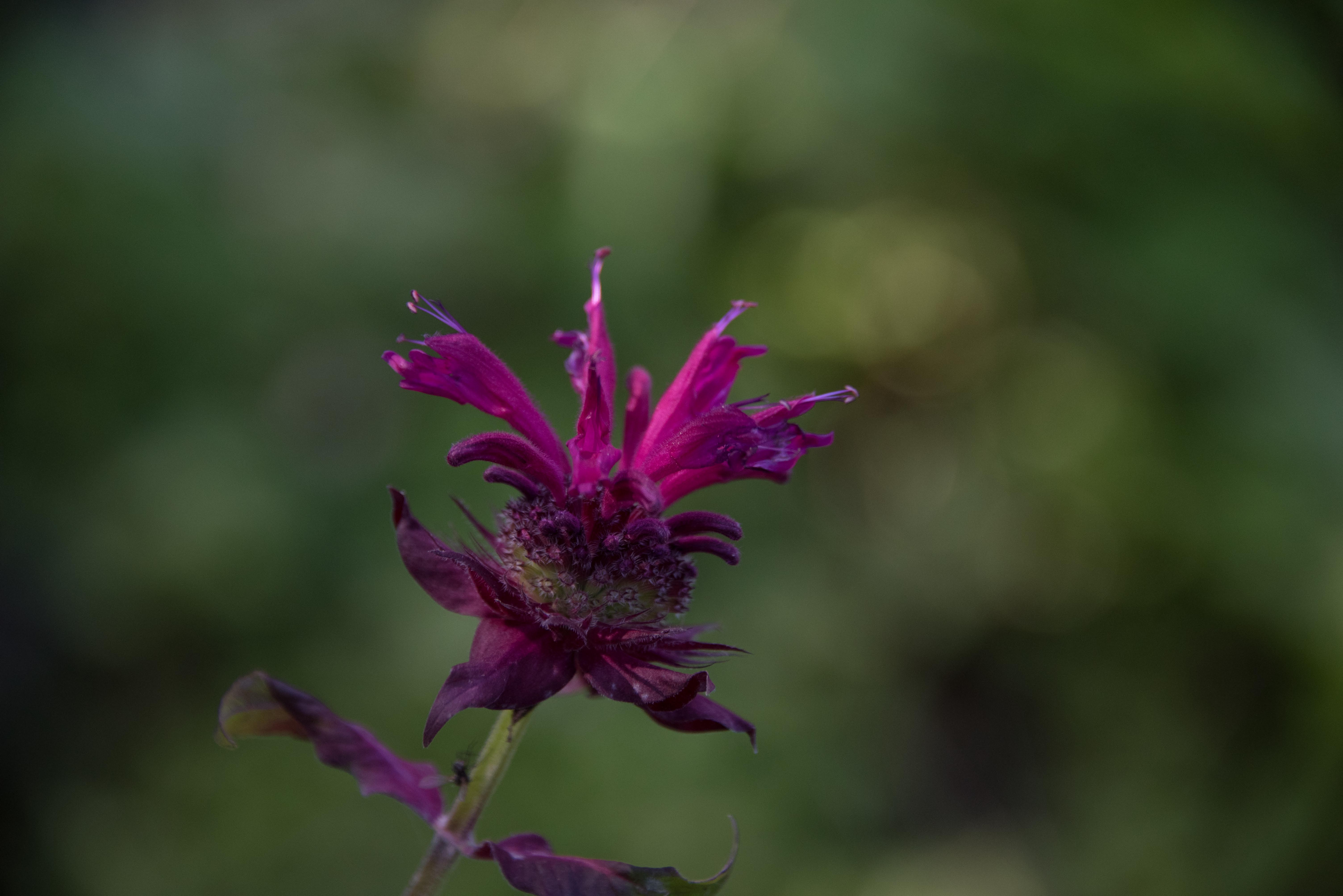 Monarda 'Kardinal'Bergamot bestellen